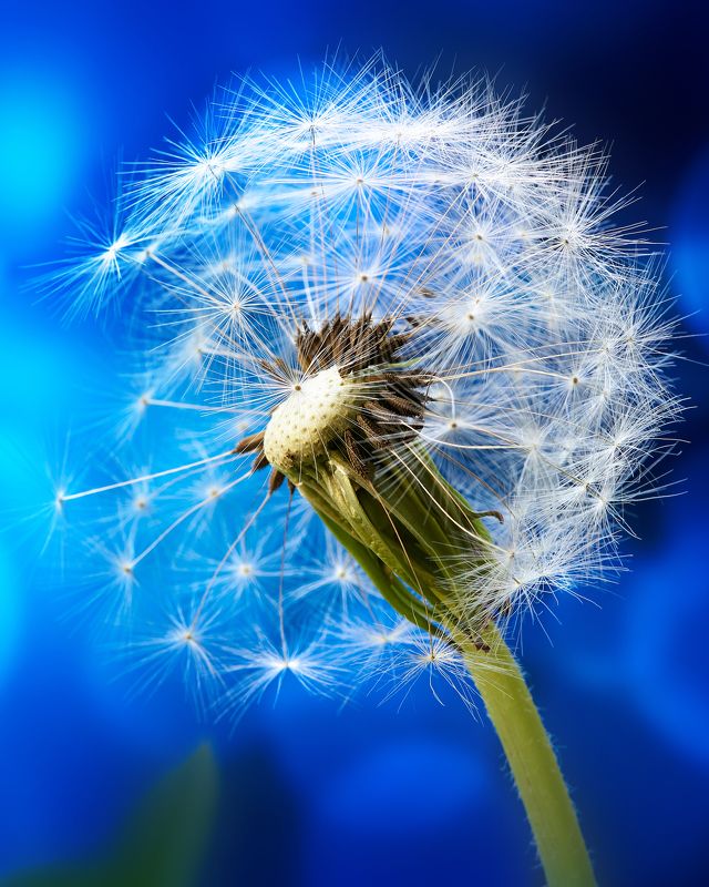 макро, одуванчик, одуванчики, боке, красиво, обои, фотообои, tanyasid Одуван воображалаphoto preview