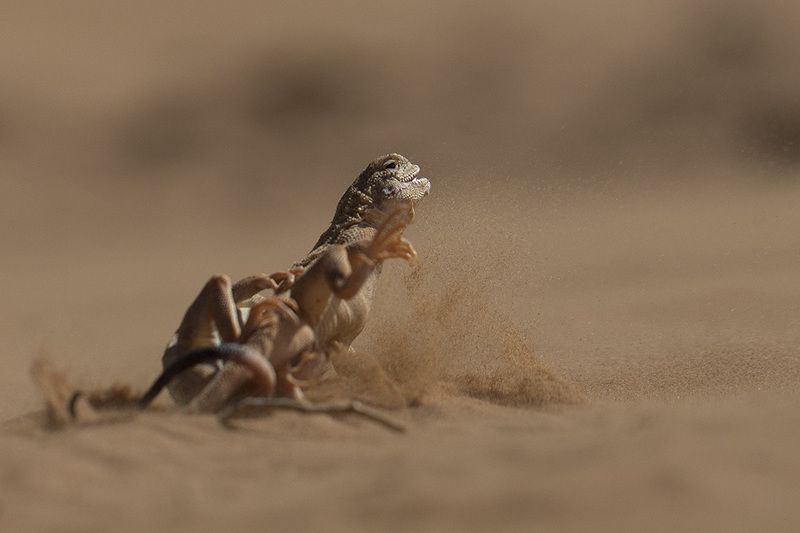 Круглоголовка-вертихвосткаphoto preview