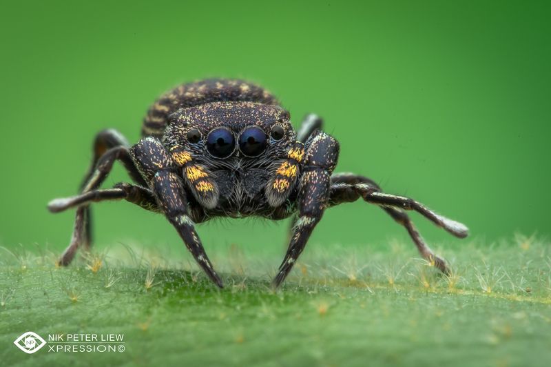 #macro, #spider, #staring, #nature, #npl Staring at Youphoto preview