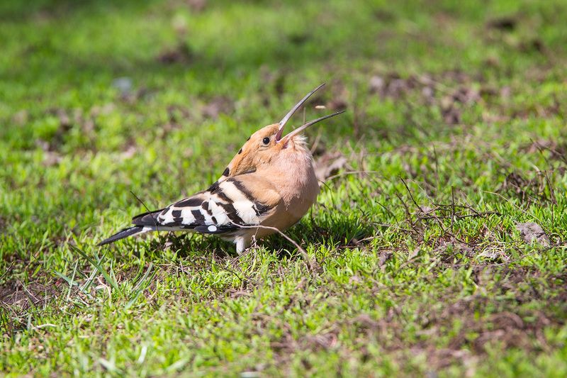 Удод, птицы, дикая природа, hooppoe, wildlife, birds Удачный бросок фото превью
