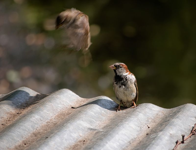 Душаphoto preview