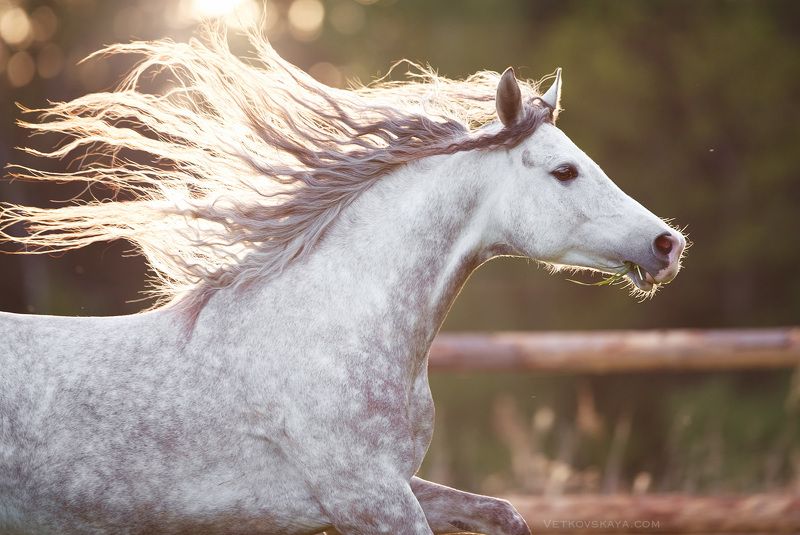 лошадь, жеребец, портрет, рассвет, грива Утренний бризphoto preview
