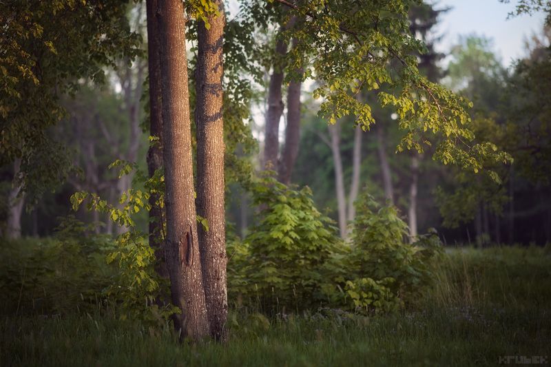 баболовский парк, закат, лес, природа Теплый закат в Баболовском паркеphoto preview