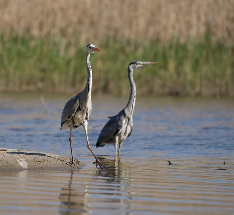 вечер,озеро,птицы Купальщицыphoto preview