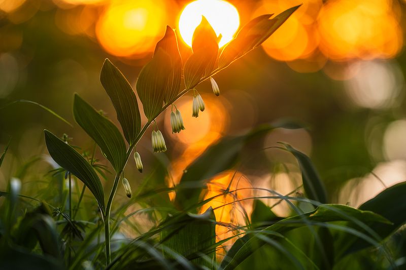 цветы,цветок,макро,растения,природа,купена,закат,солнце photo preview