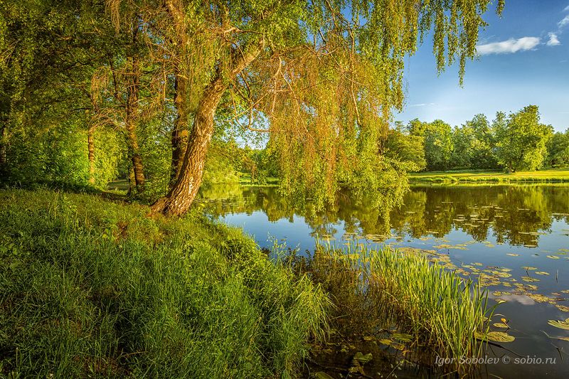 утро, лето, озеро, пруд, кузьминки, пейзаж, morning, summer, lake, pond, kuzminki, landscape, Где-то у Лукоморьяphoto preview