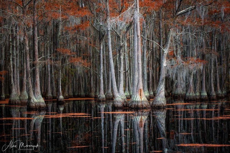 болото, кипарис, сша, джорджия, осень, фототур, отражение Три кипариса почти на Плющихеphoto preview
