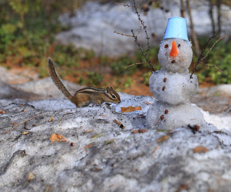 бурундук, якутия, нерюнгри, снеговик, весна, май Бурундук и снеговик фото превью