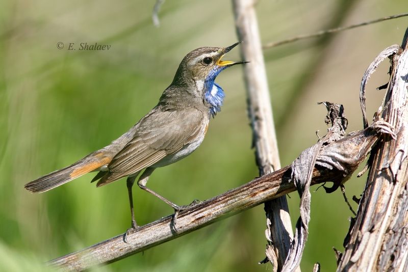 birds,bluethroat,luscinia svecica,варакушка,птица,птицы А ну выходи ,подлый трус !photo preview