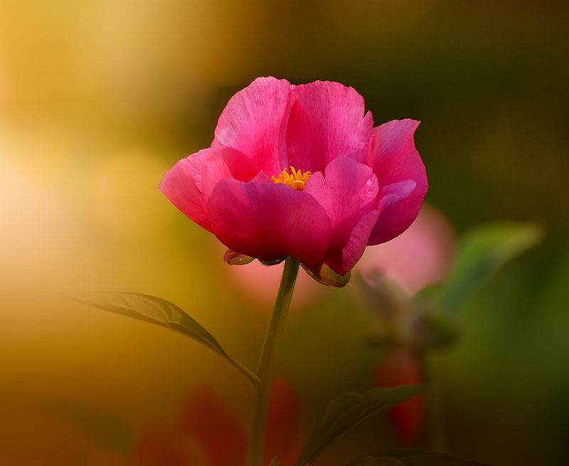 Пионphoto preview