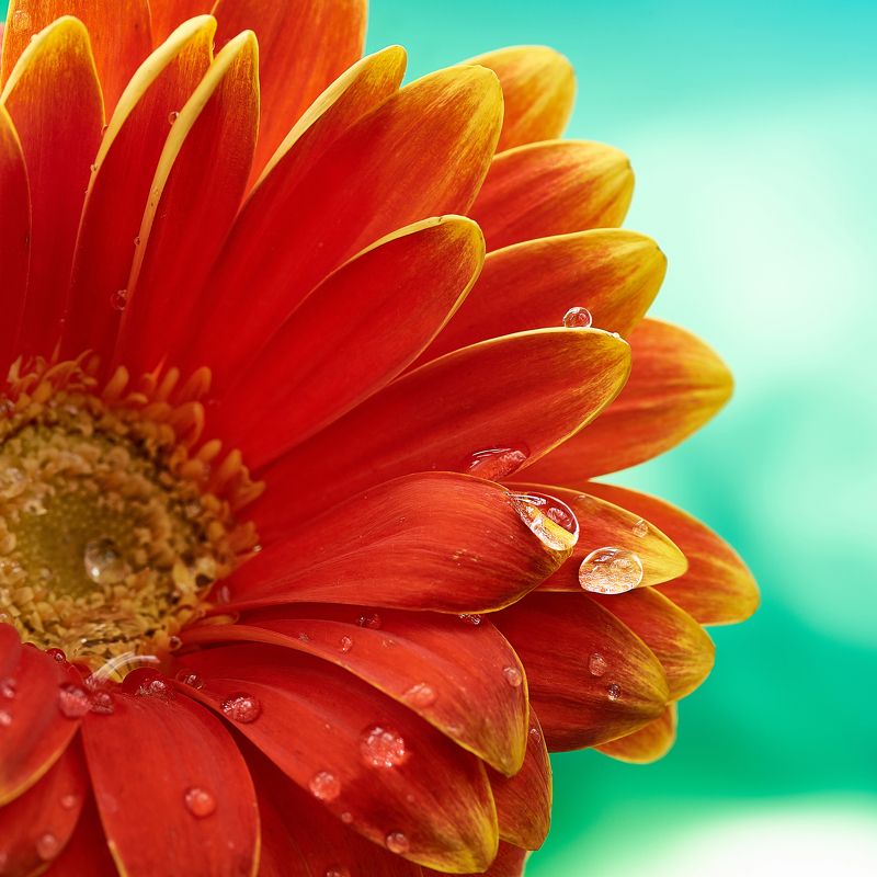 гербера, капля, макро, фотообои Гербера с каплейphoto preview