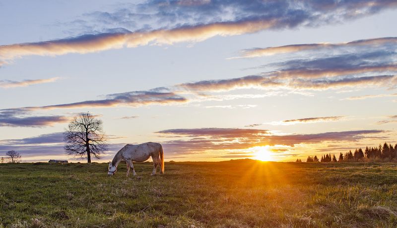урал, пермский край, лошадка На Закатеphoto preview