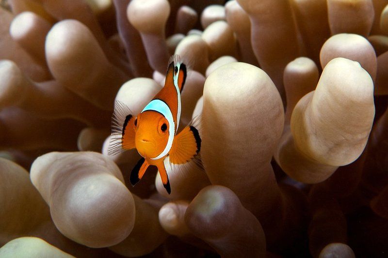 clownfish, anemone, underwater Малява 2photo preview
