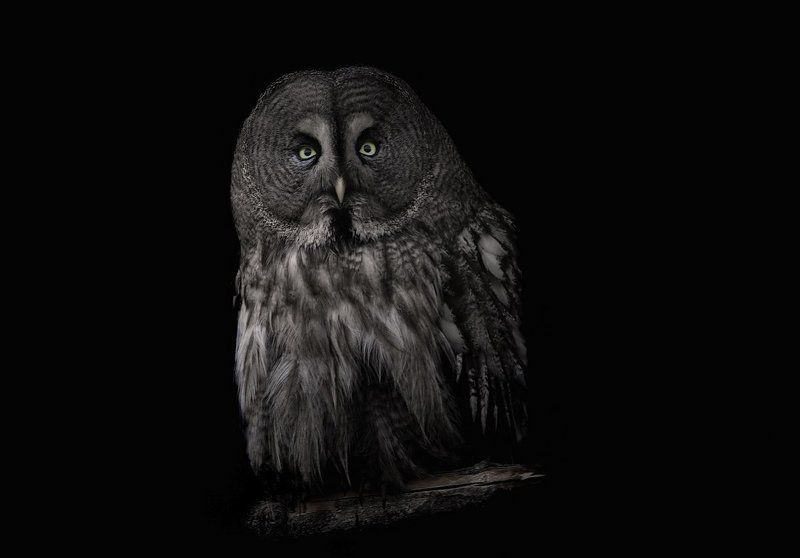 Сумрак фото превью