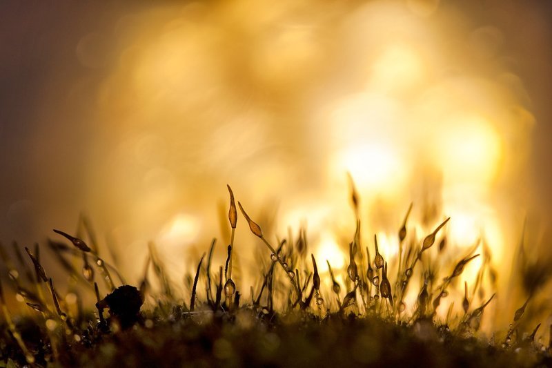 let it burnphoto preview