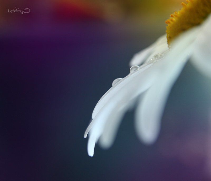 макро romphoto preview