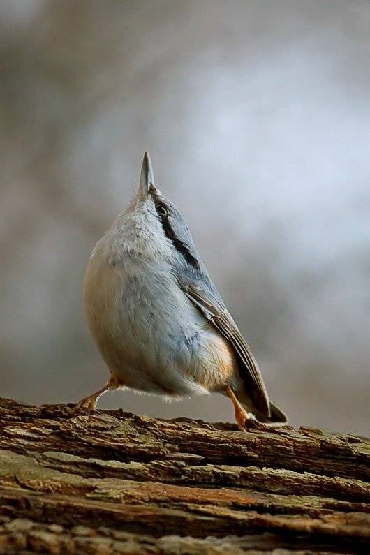 Сама гордость.. Автор: Георгий Грушин (Photo-classic) , Георгий Грушин (Photo-classic)