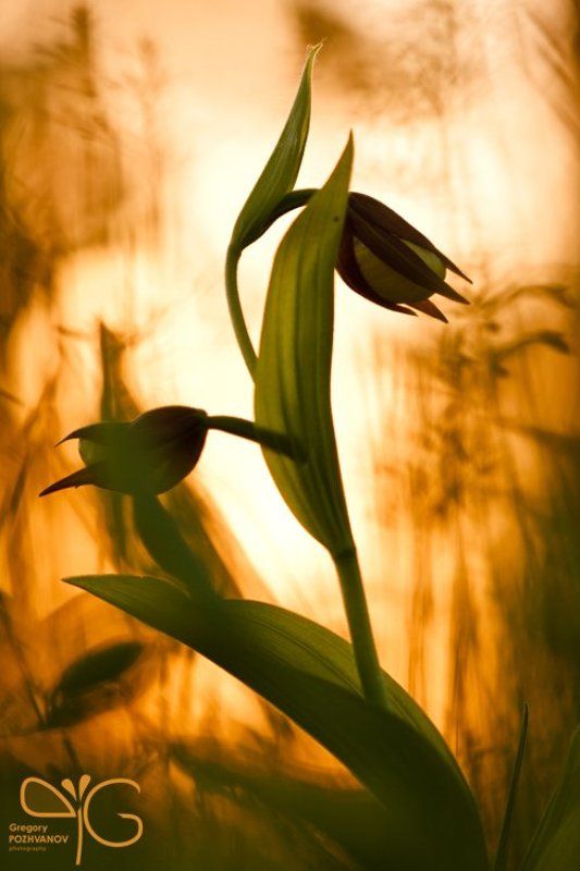 венерин, башмачок, дракон, макро, цветок, закат Драконphoto preview