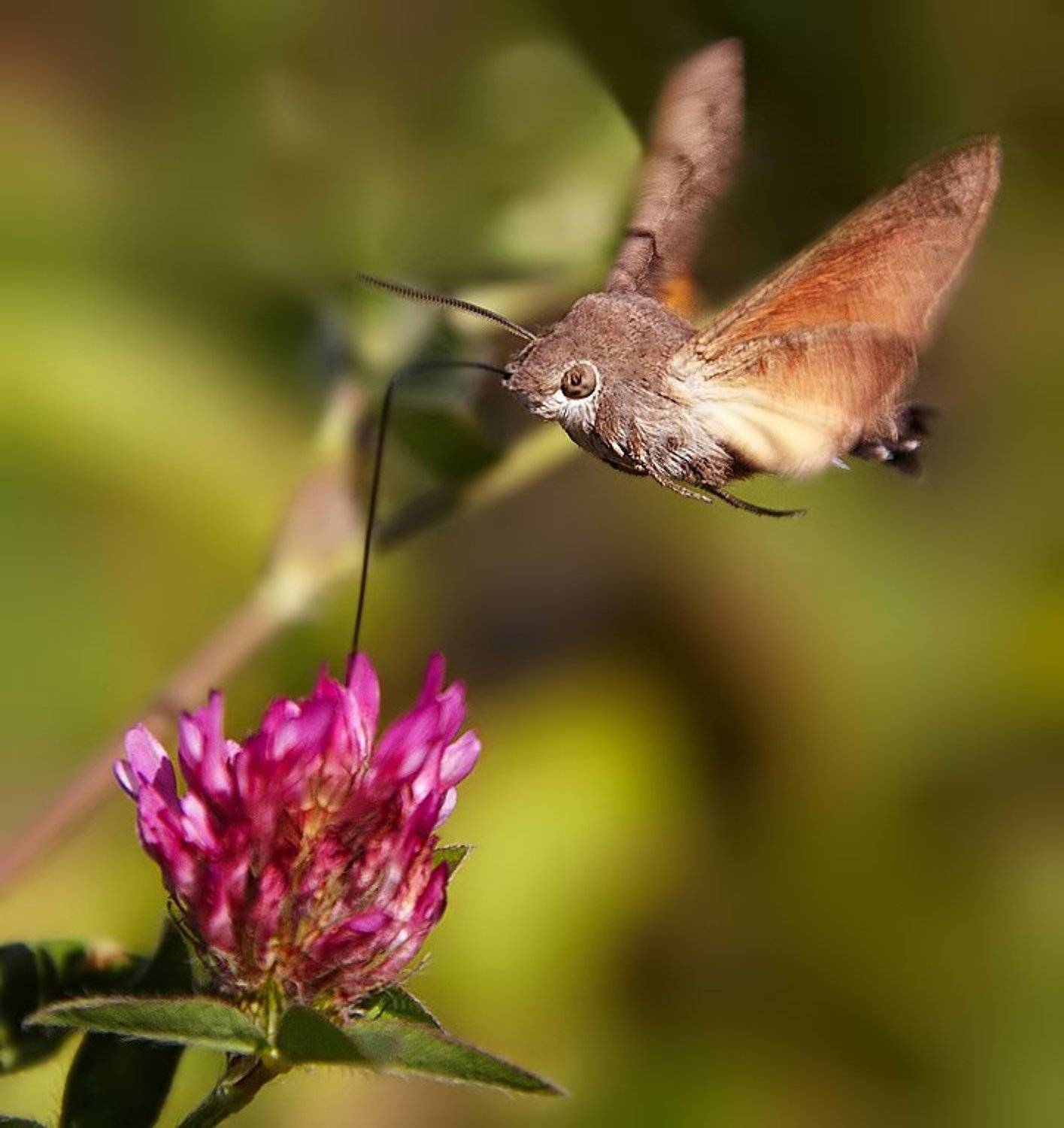 бражник, бабочки, Ne Horoshiy