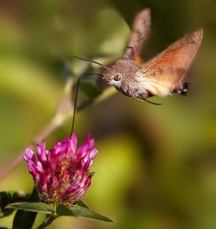 бражник, бабочки Поглощая утренний коктейльphoto preview
