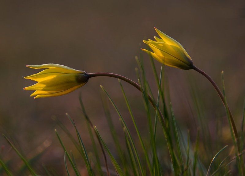 Солнечные...photo preview