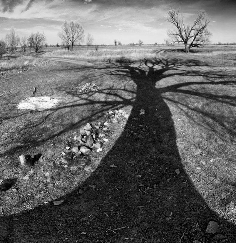 дерево, природа, пейзаж, панорама, фотография, чб деревоphoto preview