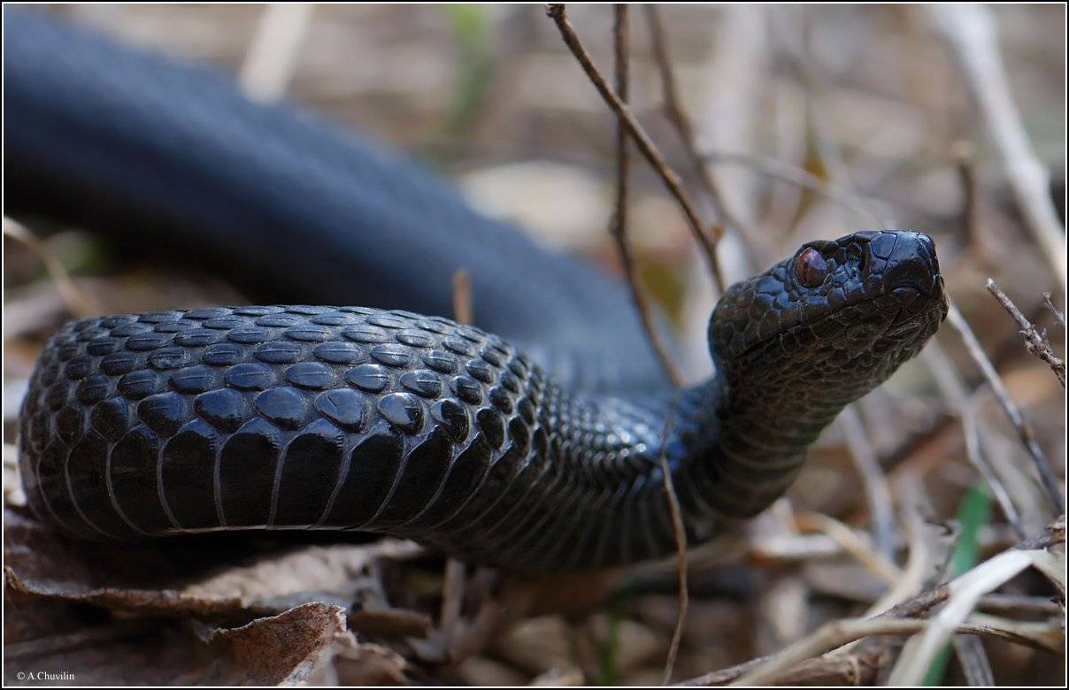 апрель,гадюка,змея, Александр Чувилин