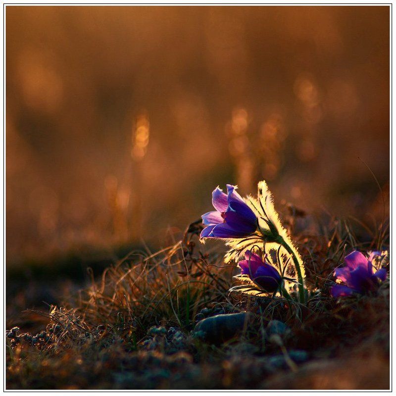 ПЕРВЕНЦЫphoto preview