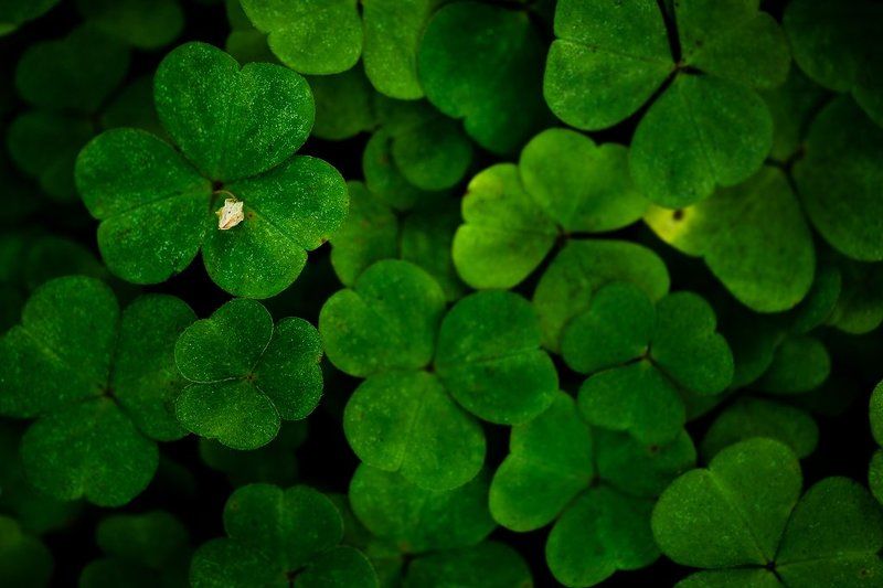 кислица лесной коверphoto preview