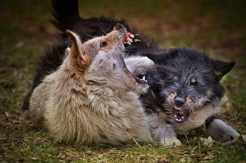 Игры городских волков.photo preview