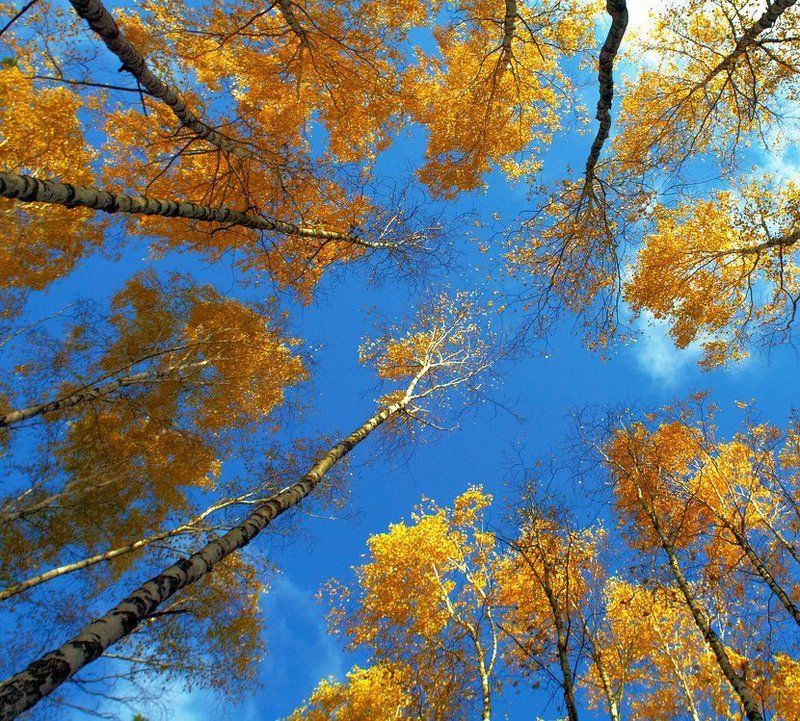 березы, осень Воспоминания об осениphoto preview