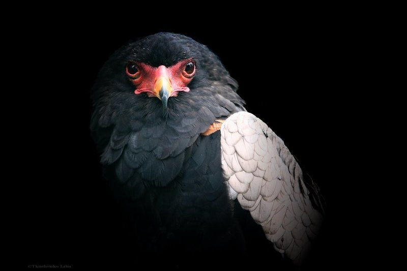 Гром фото превью