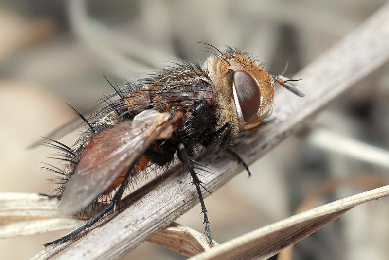 ехемуха, макро, муха, micro-nikkor af 105mm f/2.8 d, nikon d80 Ежемухаphoto preview