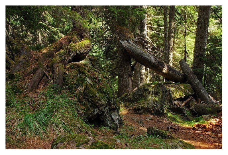 кавказ, домбай По следам Шишкинаphoto preview