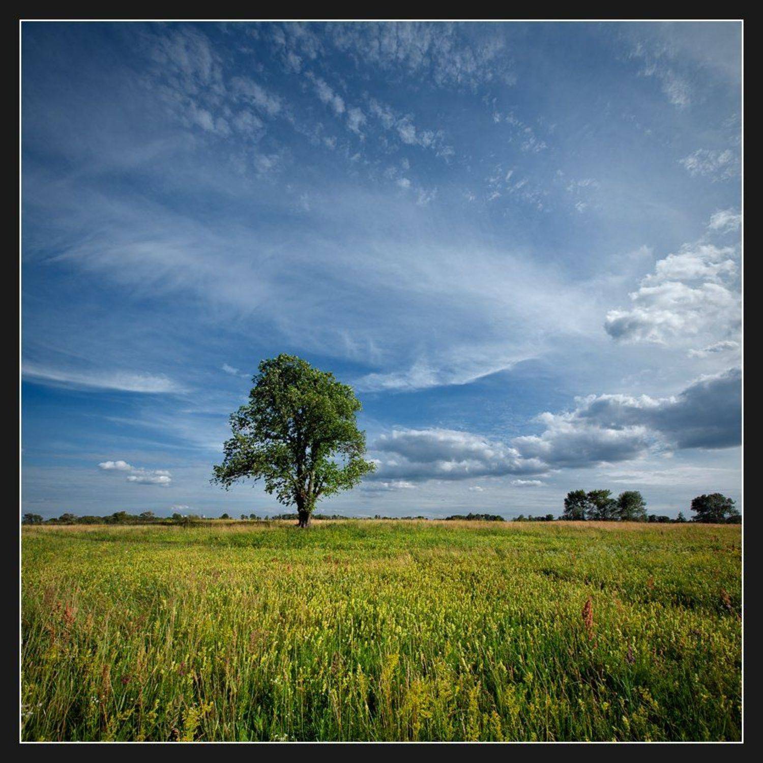 , Алексей Соловей