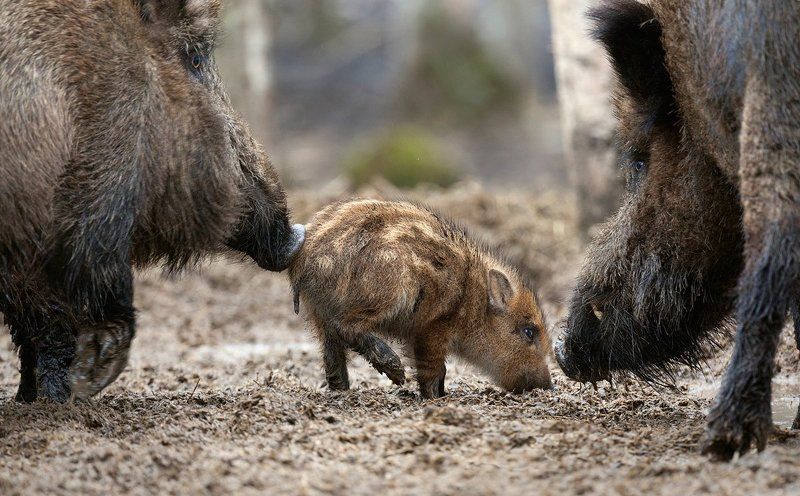 Про Любовь.photo preview