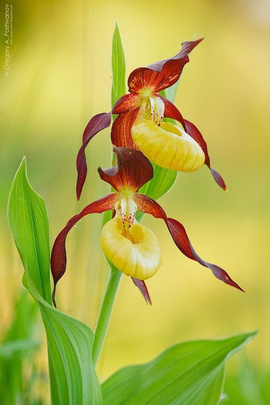 орхидея, ло, венерин, башмачок, lady\\\'s, slipper, orchid, lo, cypripedium, calceolus Венерин башмачокphoto preview
