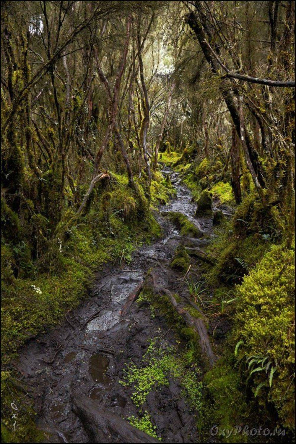 Тропа в дождевом лесу.. Автор: Оксана Борц africa, rainforest, rwenzori, uganda, африка, дождевой лес, рувензори, уганда, Оксана Борц