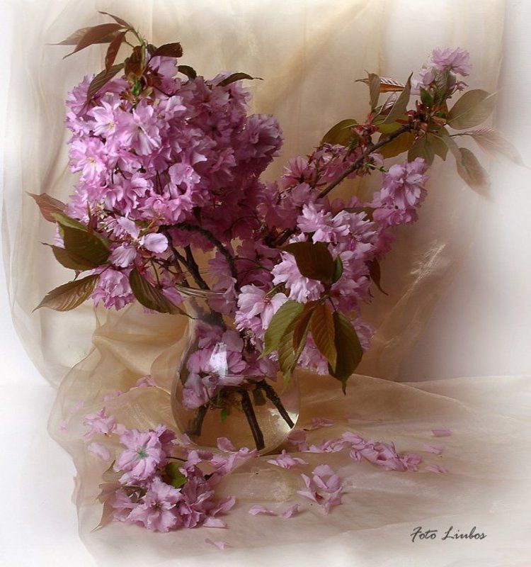 foto liubos, натюрморт,cакура Сакура в цвету.. фото превью