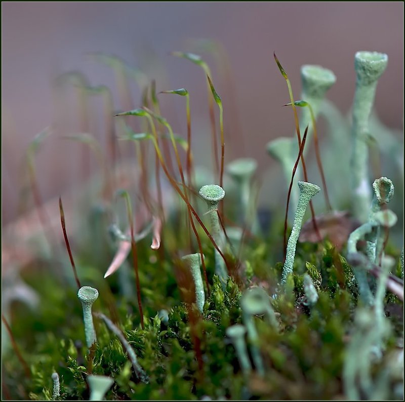 макро,мох,лишайники, Свои среди чужих.photo preview