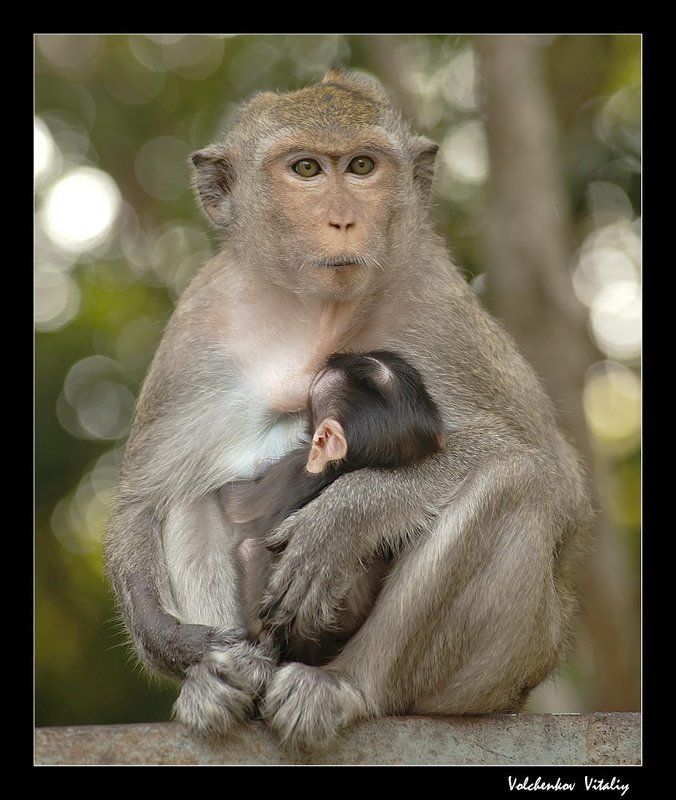 фото Мамаphoto preview