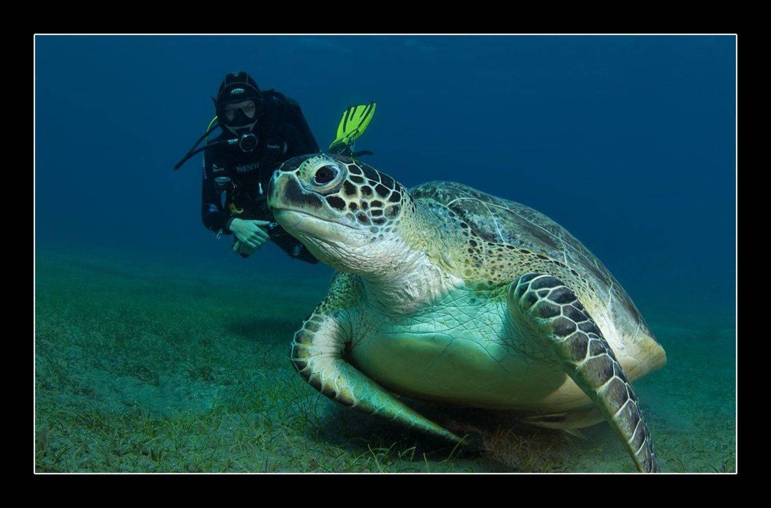 ***. Автор: Дмитрий черепаха, Дмитрий