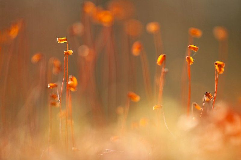 мох, солнце солнечнаяphoto preview