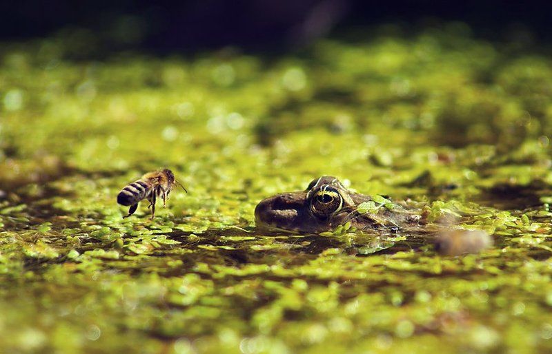 В лужеphoto preview