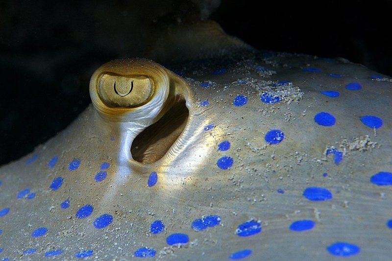 underwater, eyes, ray В поле зренияphoto preview