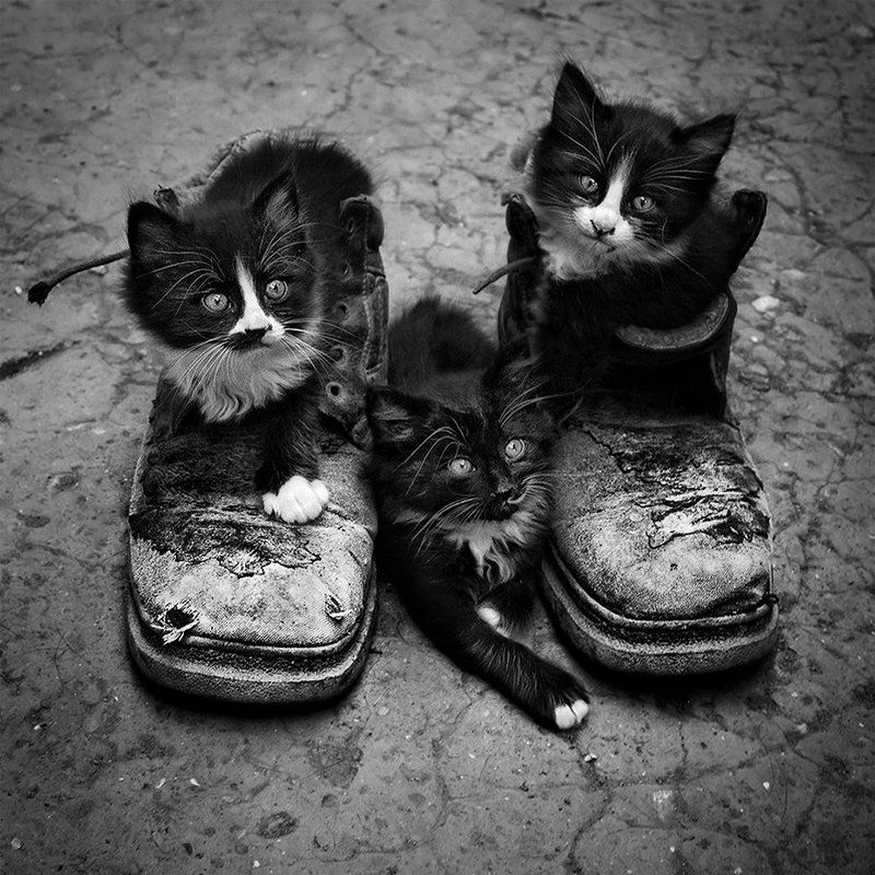 КотоБотыphoto preview