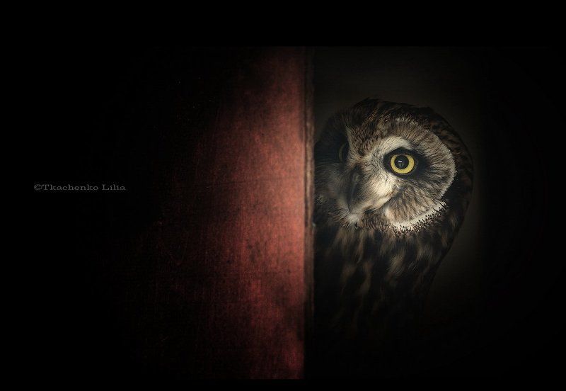 IO фото превью