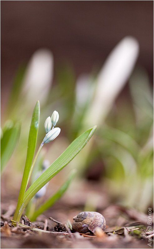 пушкиния пролесковидная, крокусы, ракушка Весенняя зарисовкаphoto preview