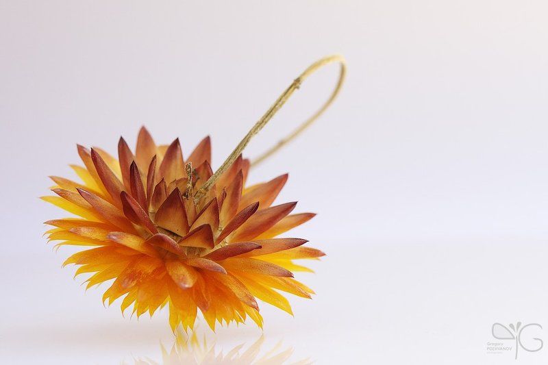 flower, бессмертник, цветок, сухоцвет Бессмертникphoto preview