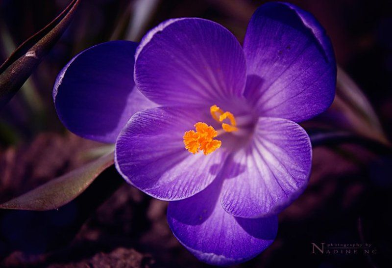 Spring flowersphoto preview
